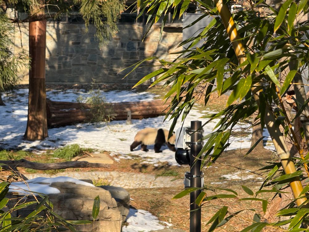 A giant panda walking through an outdoor enclosure filled with bamboo and patches of snow. The enclosure features natural elements like logs, rocks, and trees.