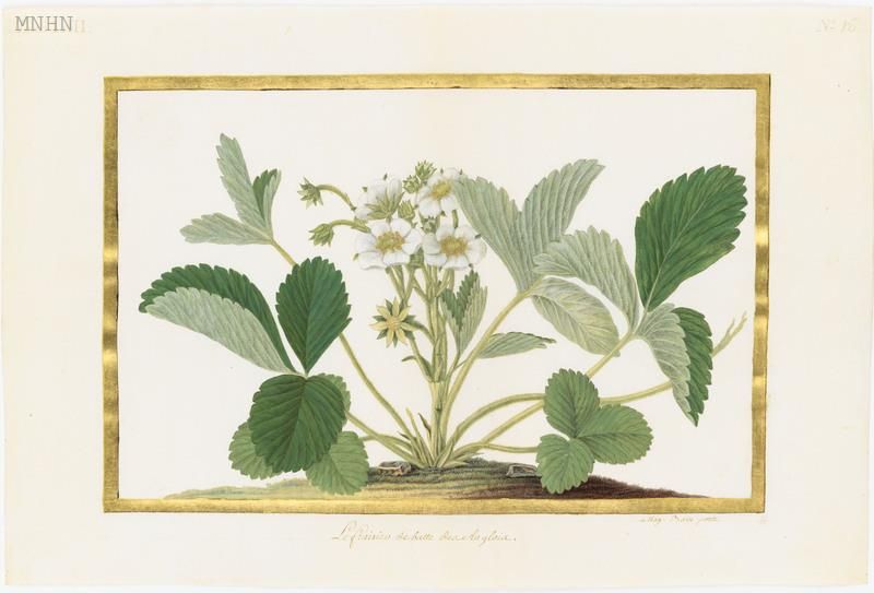 un pied de fraisier sur vélin. Il n'y a pas encore de fruits mais des fleurs blanches.