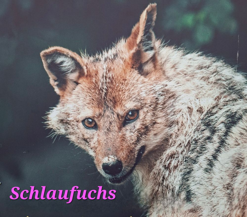 Schlaufuchs