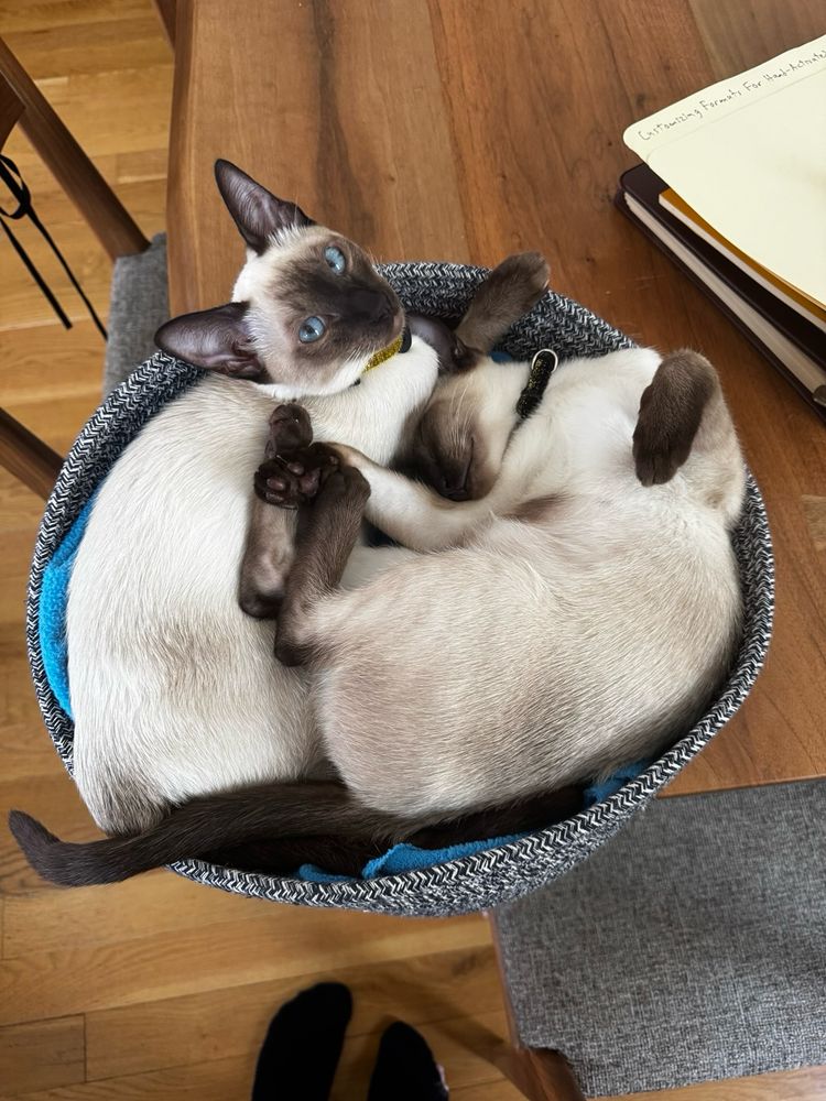 khaan! and fizzbin, two siamese cat sisters, 5 months old and still kittenish, crammed into a basket with feets and front paws sticking out