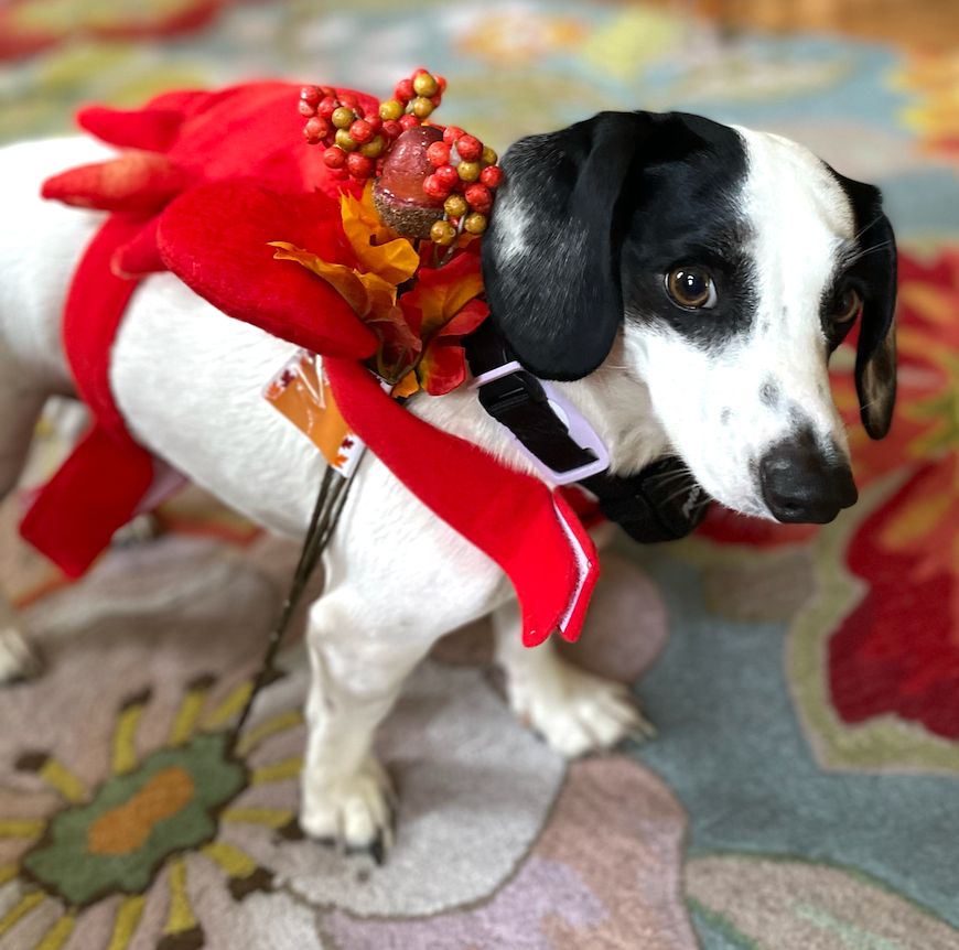 black and white beagle/dachsund mix wearing a crab costume and eyeing the camera