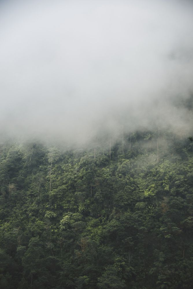 
A lush green hill partly covered by mist. 