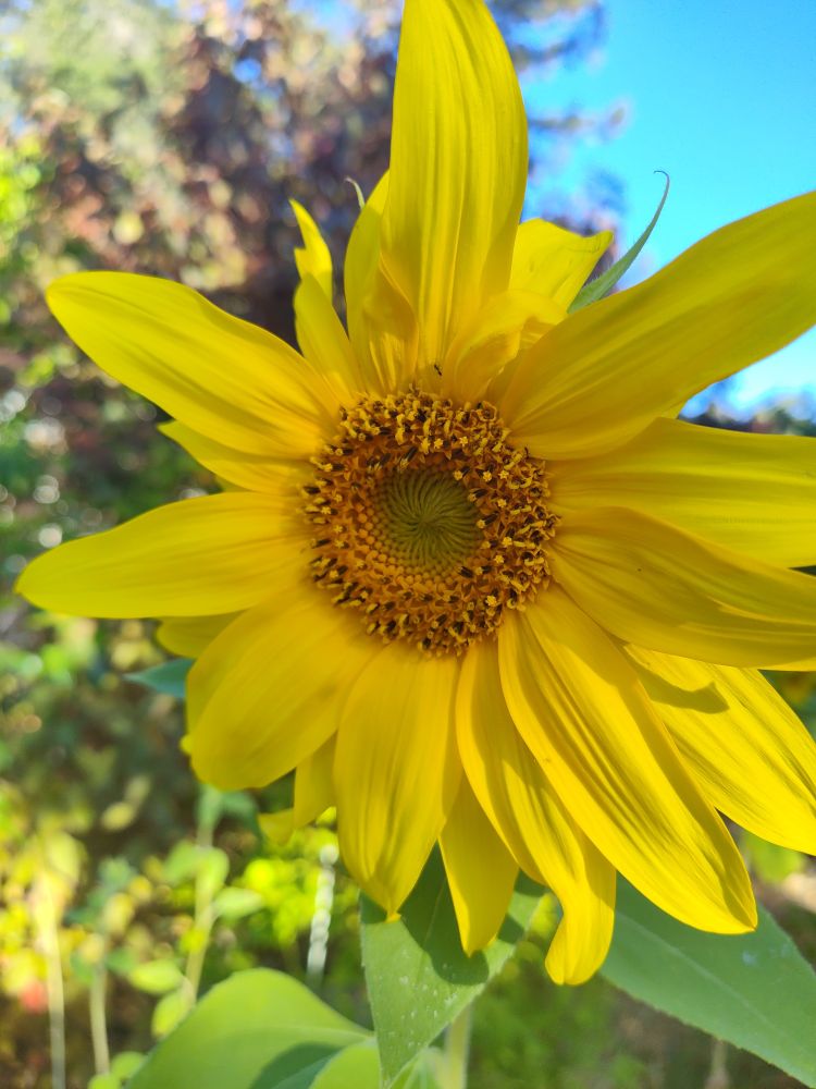 Sunflower with many long yellow petals and a yellow and green center. Some of the petals are a little damaged. Behind it the sky looks turquoise.