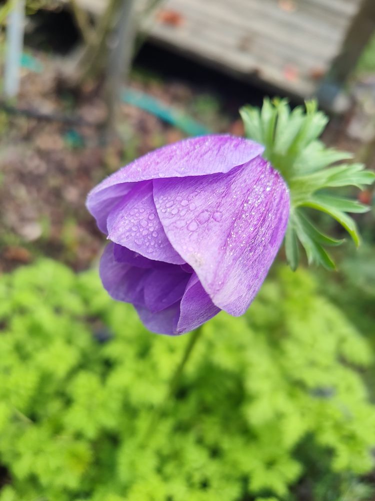 A lilac purple anemone flower with dew on the striated, mostly closed petals. It sits above bright green foliage. 