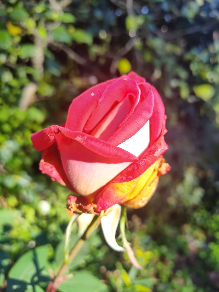 A flamboyantly red rose bud . The outsides of the petals are white. It's in bright sunlight and one of the outermost petals has a yellow streak. 