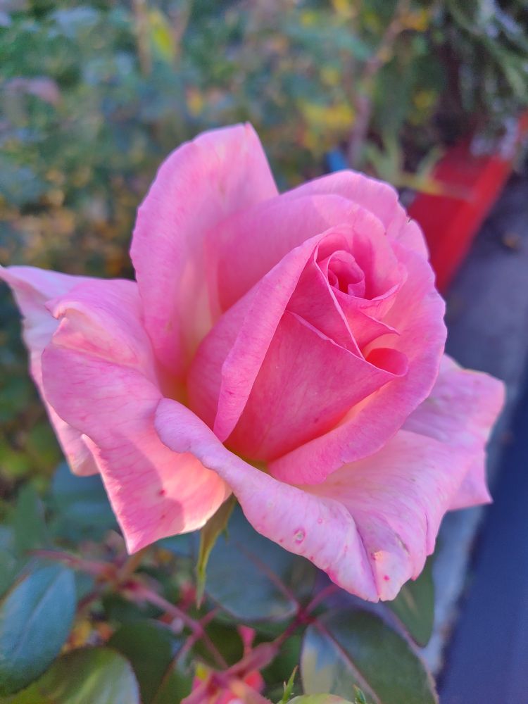 Large pink rose about half open 