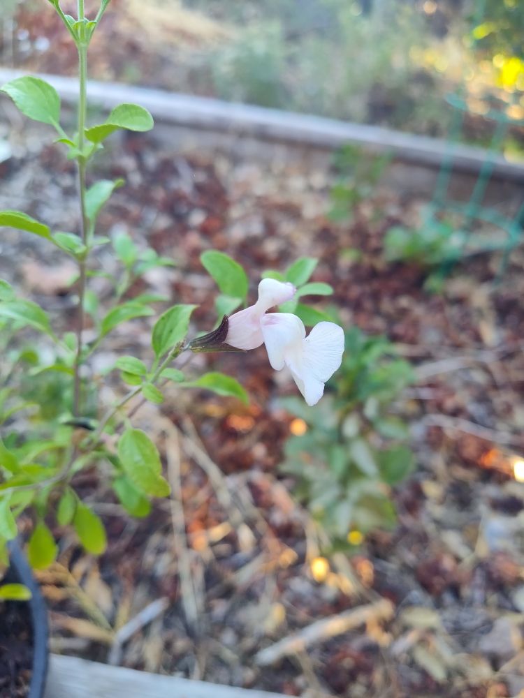 One cream colored salvia flower. 
