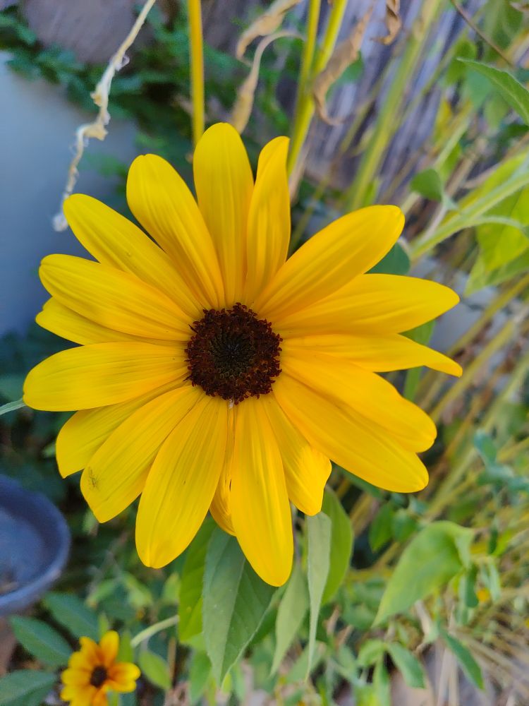Yellow sunflower with many long petals and a small brown center.