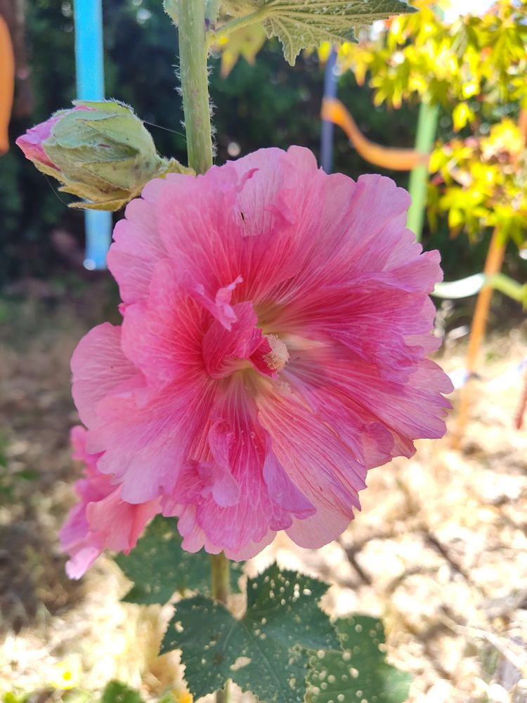 Pink hollyhock flower with slightly ruffled petals. It has two layers of petals plus some extra wacky small ones in the center. The leaves are dark sage green and chewed full of bug holes. Behind it, out of focus, is part of a child's ninja warrior kit. 