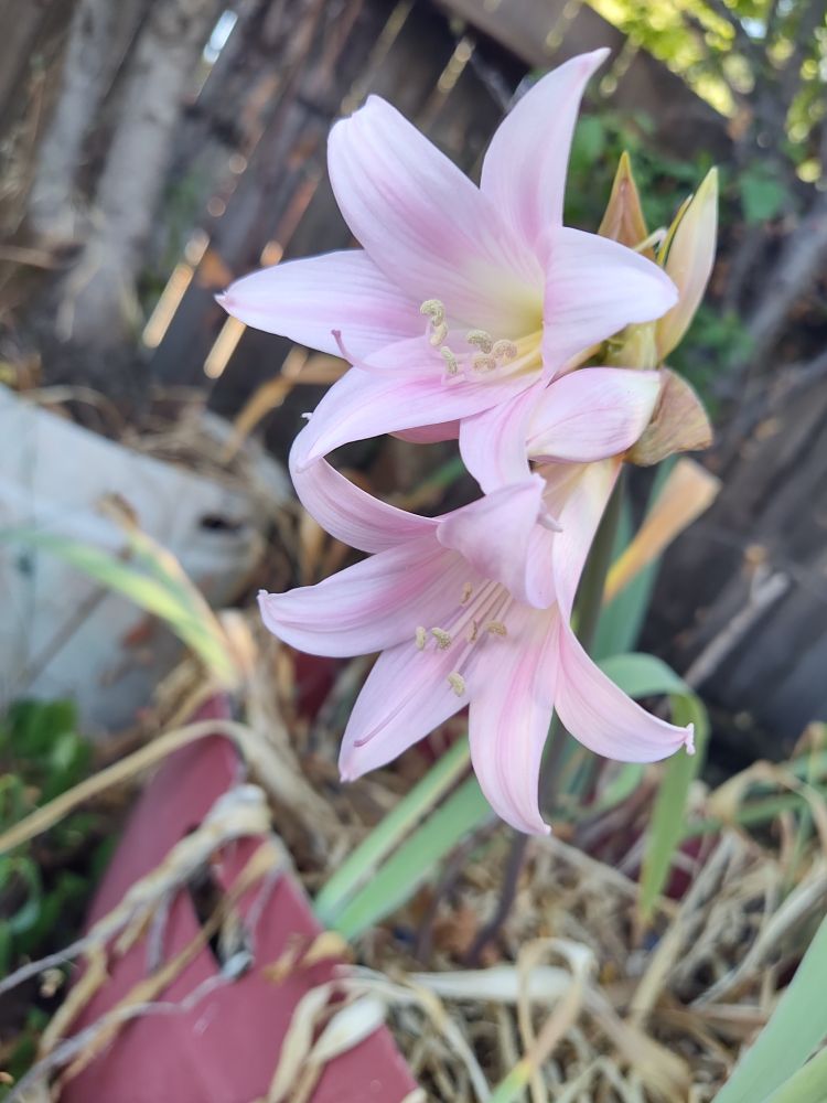 Two ballet pink naked lady flowers blooming. Both are fully open and have six long pointed petals forming a splayed trumpet shape. 
