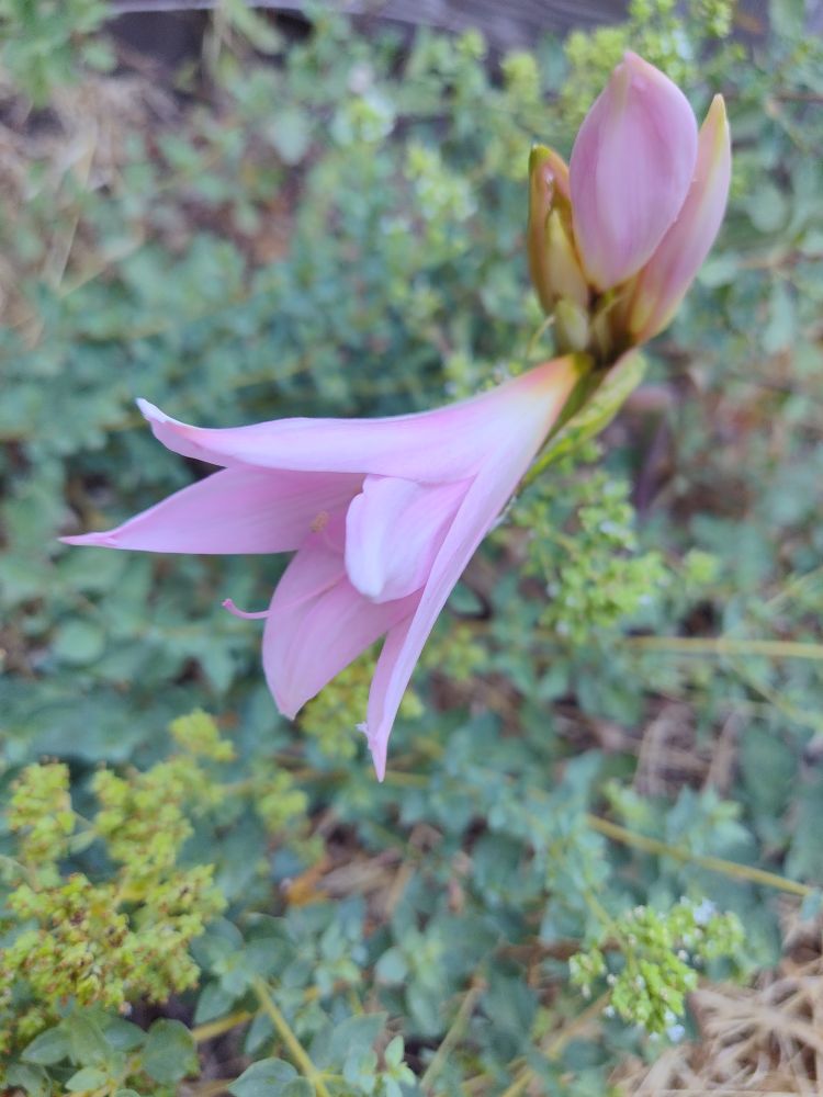 Pink naked lady bud just starting to open. More buds on the same stalk are still closed. 