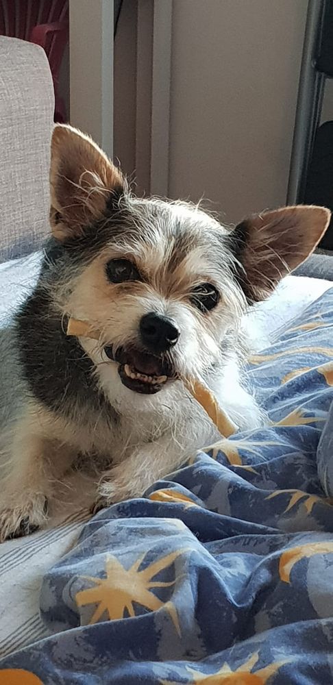 Scruffy dog chewing a rawhide stick