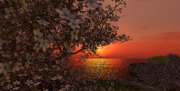 ocean sunset framed by blossoms on a tree to the left