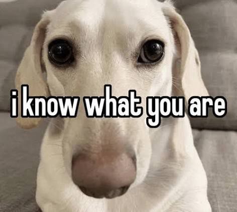 A picture of a dog with text showing I know what you are 