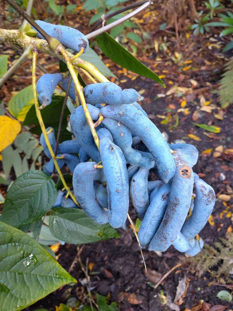 The chalky blue seed pods of Decaisnea, leading to the common name for the plant being 'blue sausage fruit' or 'dead man's fingers'