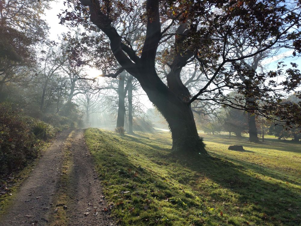The outline of oak trees with only a few autumnal leaves left on them with the sun showing as rays through a light haze