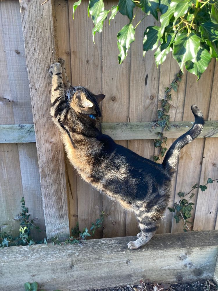 Tabby cat scratching a post.