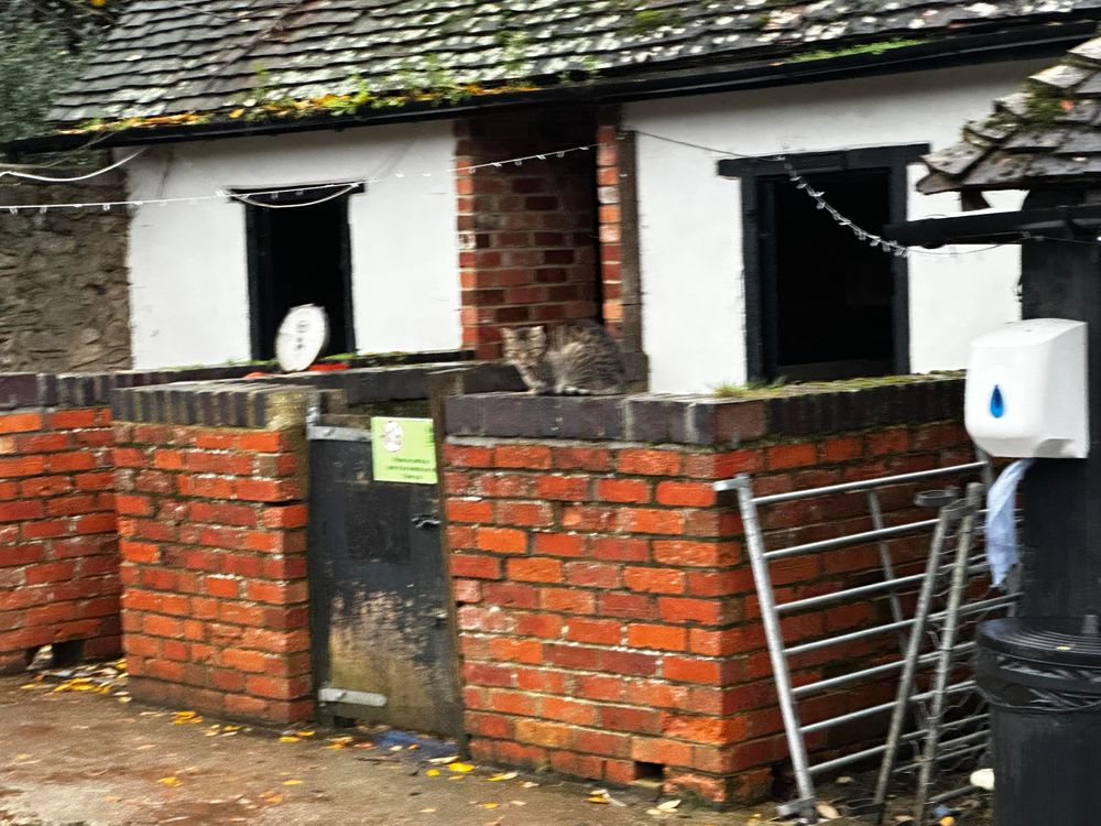 A blurry cat sitting on a wall, looking at the camera with utter contempt 