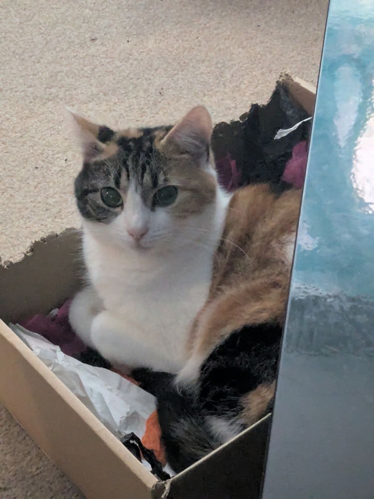 A Calico tabby cat sitting in a box full of packing tissue on the floor on a beige carpet. She seems a bit lost in thought, and has her paws tucked neatly under her