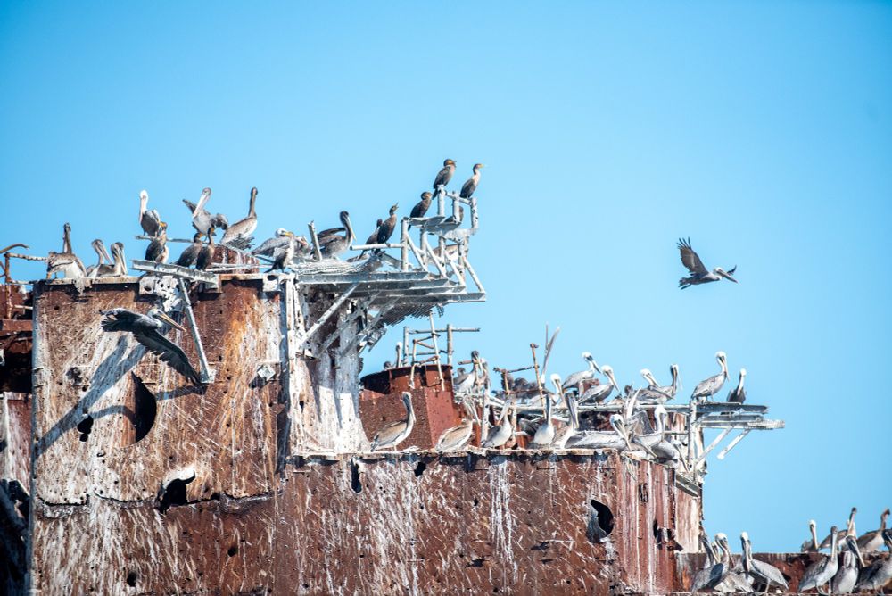 A large group of sea birds roosting on a old rusty ship