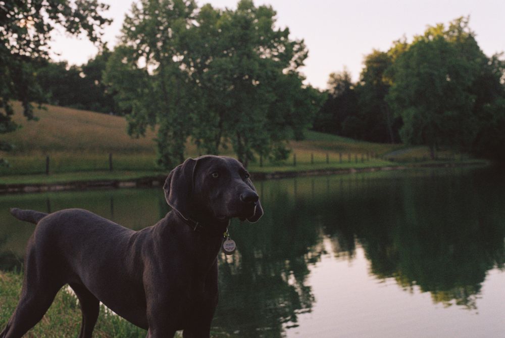 A well groomed weimaraner looks past the camera with a small man made pond in the background. The summer sun is setting and the cloud cover diffuses the light.