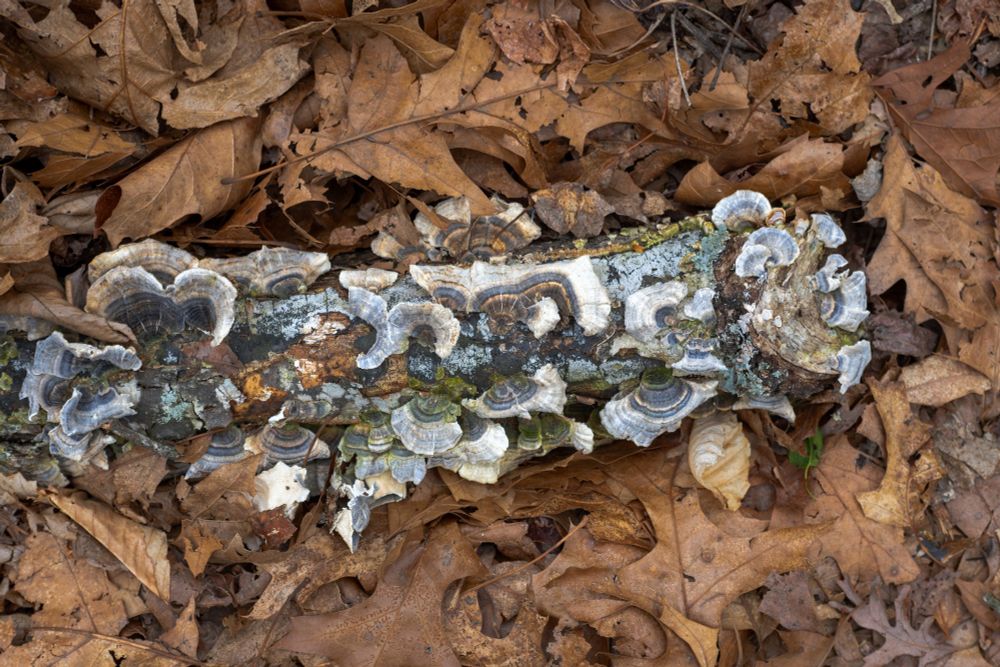 Log covered in (what I believe to be) turkey tail mushrooms, moss, and lichen, laying in a pile of leaves