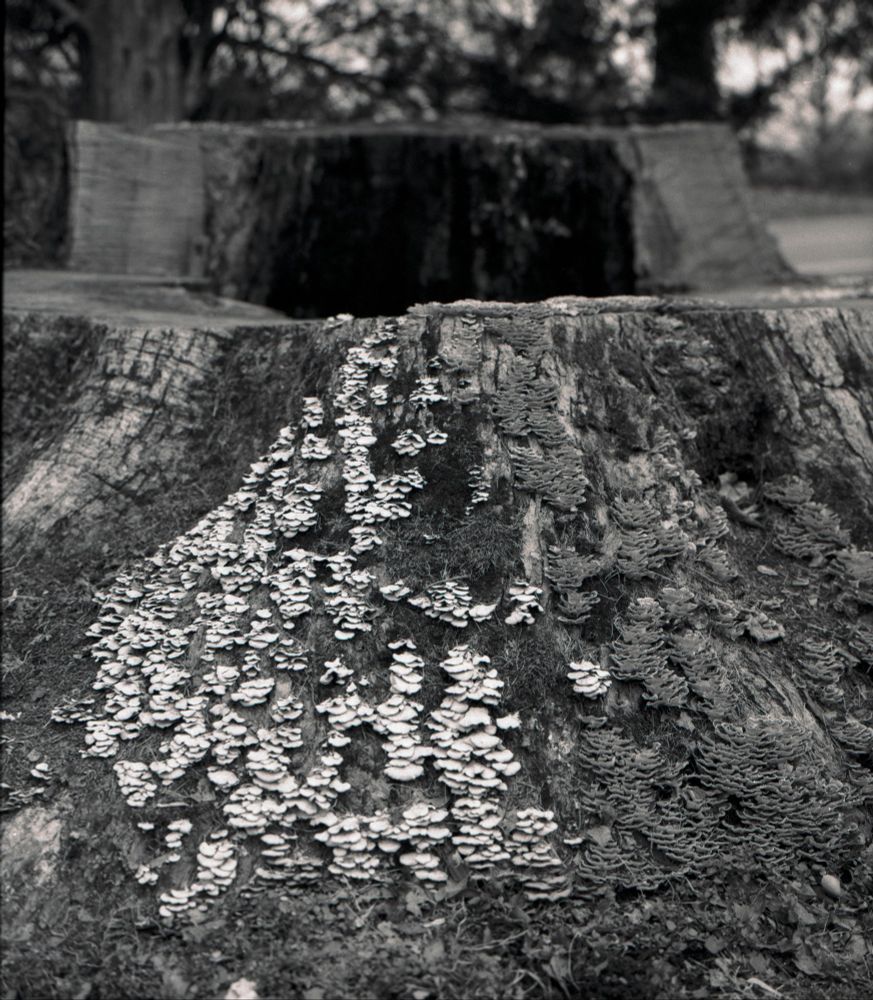 A black and white photo of a tree stump with various types of fungus and moss cascading down the front