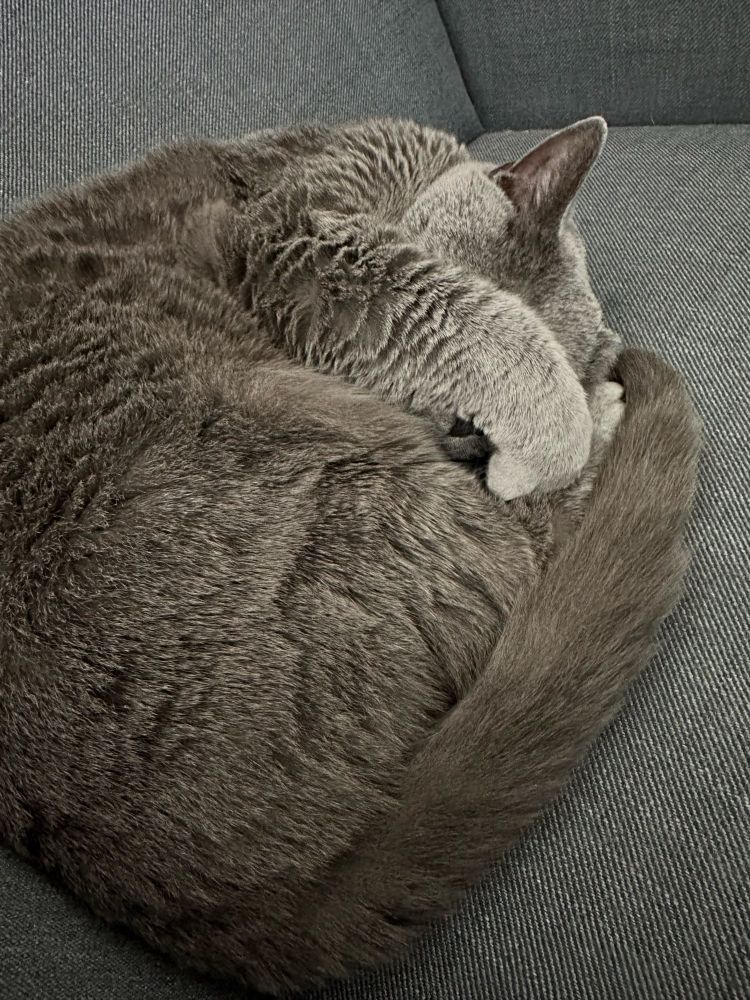 Mein Kater Ernie liegt eingekringelt auf einem Sessel und ist dabei sehr süß.