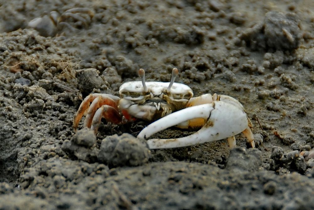 A Fiddler Crab, known for having one claw massively larger than the other, sits in the sand facing the camera.

Its proportions and coloring are similar to the White House model showing the scale of the new East Wing.