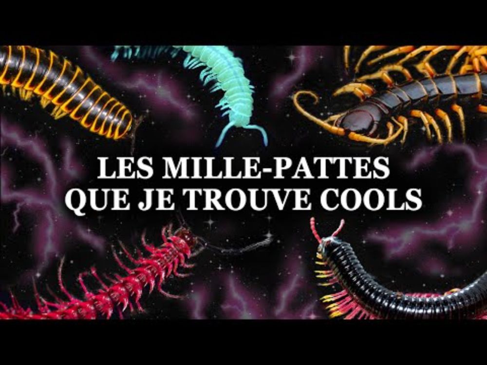 Plein d'Espèces de MILLE-PATTES que Je Trouve COOLS