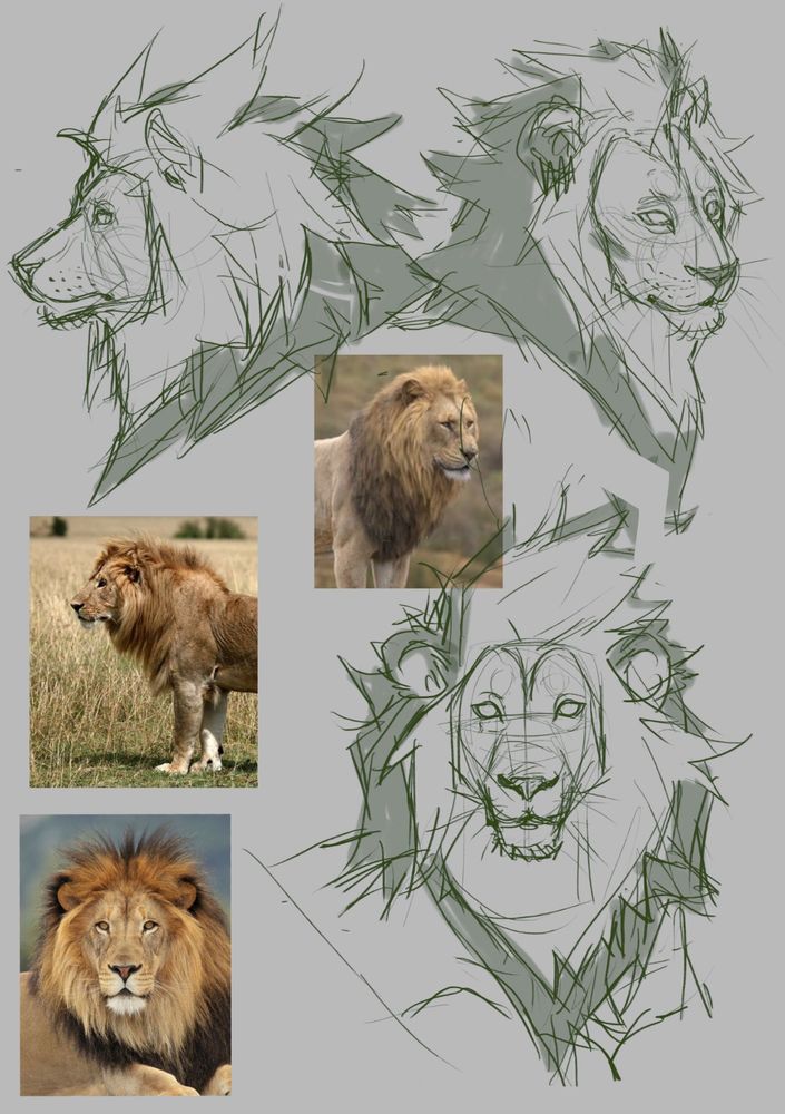 [ENG] Three lion drawings, with a side profile on the top left, a 3/4 angle on the top right, a front angle on the bottom right and the referenced pictures on the bottom left.
[ESP] Tres bustos de leones, con un ángulo de perfil en la parte superior izquierda, un ángulo de 3/4 en la superior derecha, uno de frente en la parte inferior derecha y las imágenes de referencia en la parte inferior izquierda.