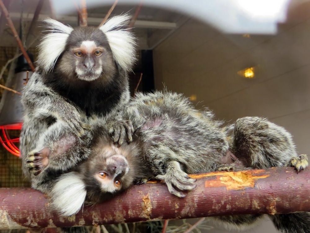 Marmoset Monkeys' Calls: Clues to Human Language Evolution - Rocky Mountain Atheists