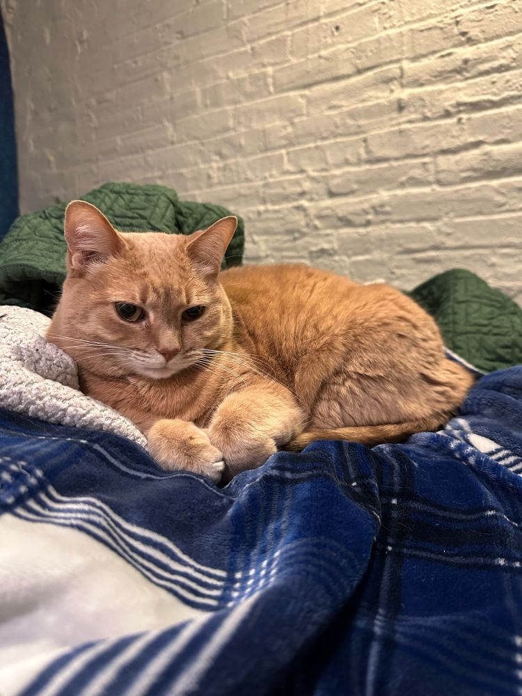 a beautiful cat named scratch who is cute and fluffy and cozy