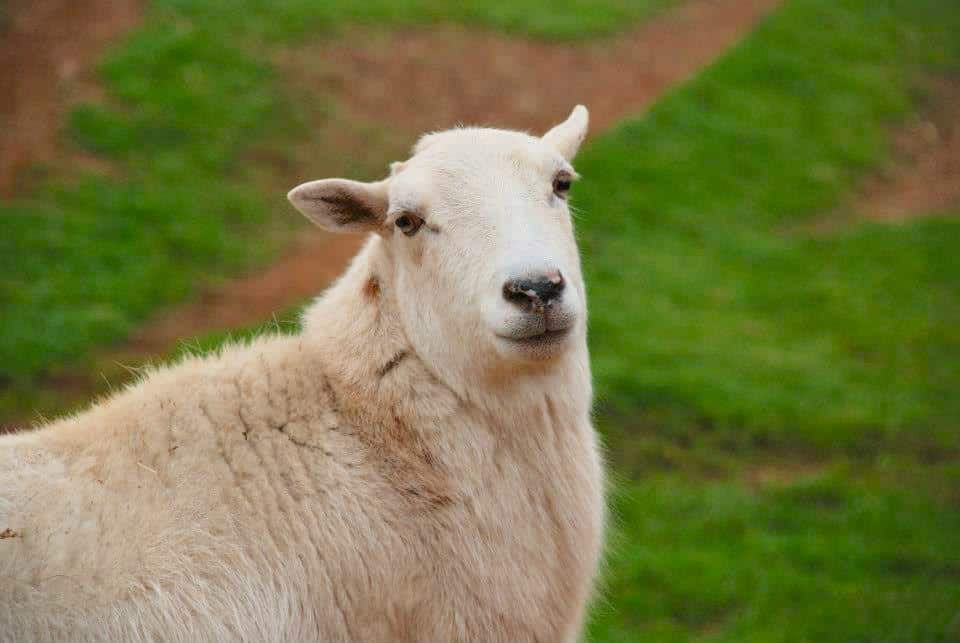 ewe