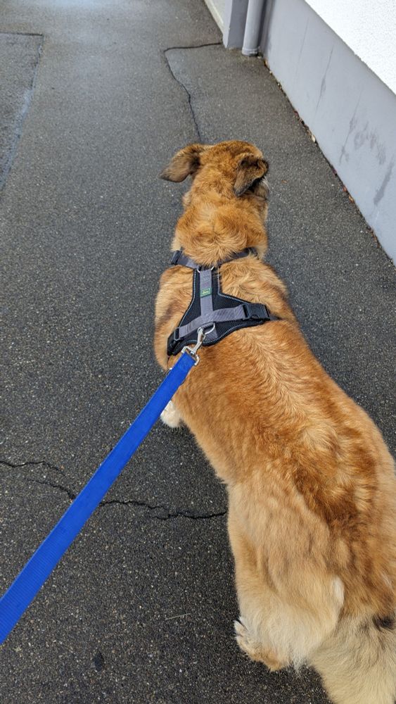 Ein Hund von hinten an der Leine