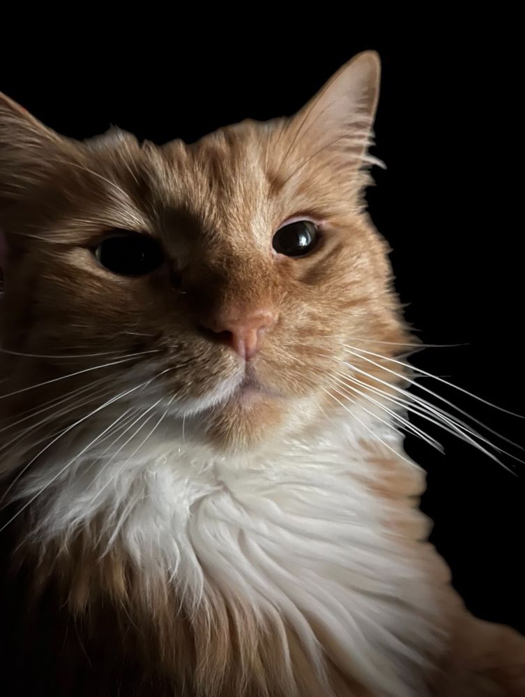 Close-up of a fluffy orange cat's face against a black background, featuring prominent whiskers and expressive eyes. It appears the fluffy orange cat is smiling at the camera. 