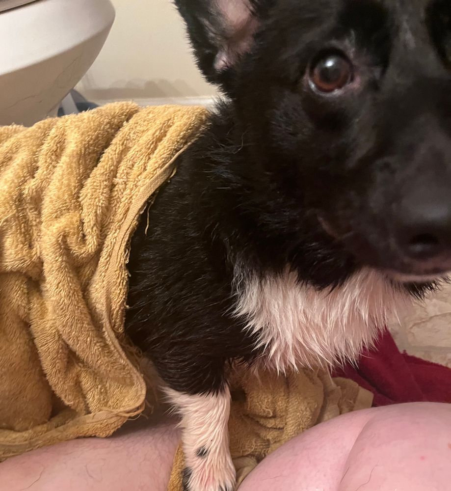 Doggo after his bath, wrapped partially in a towel