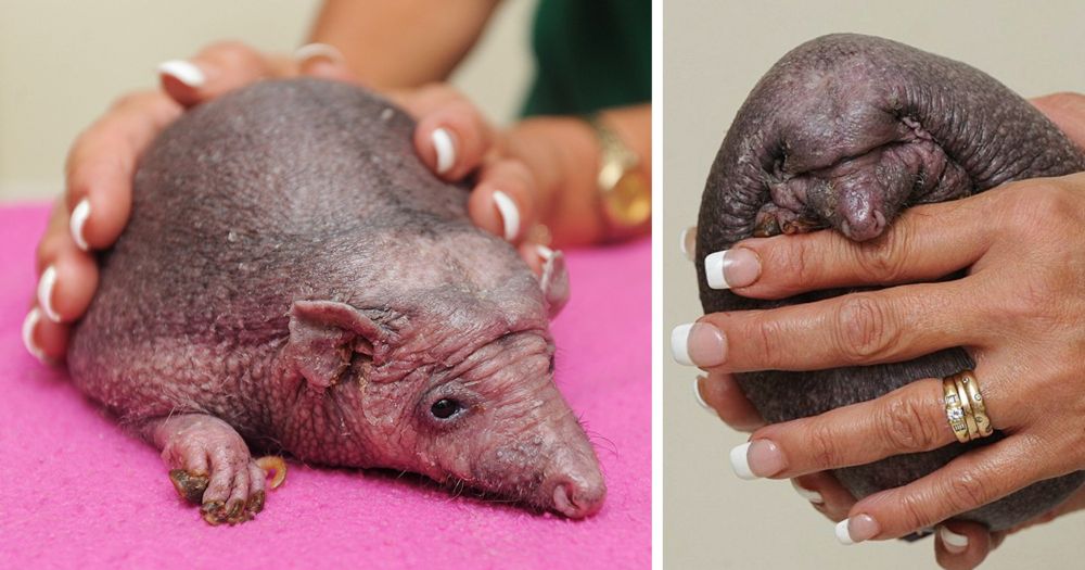 Hedgehog With No Spikes Has A Prescription For Regular Massages, Enjoys Every Bit Of It