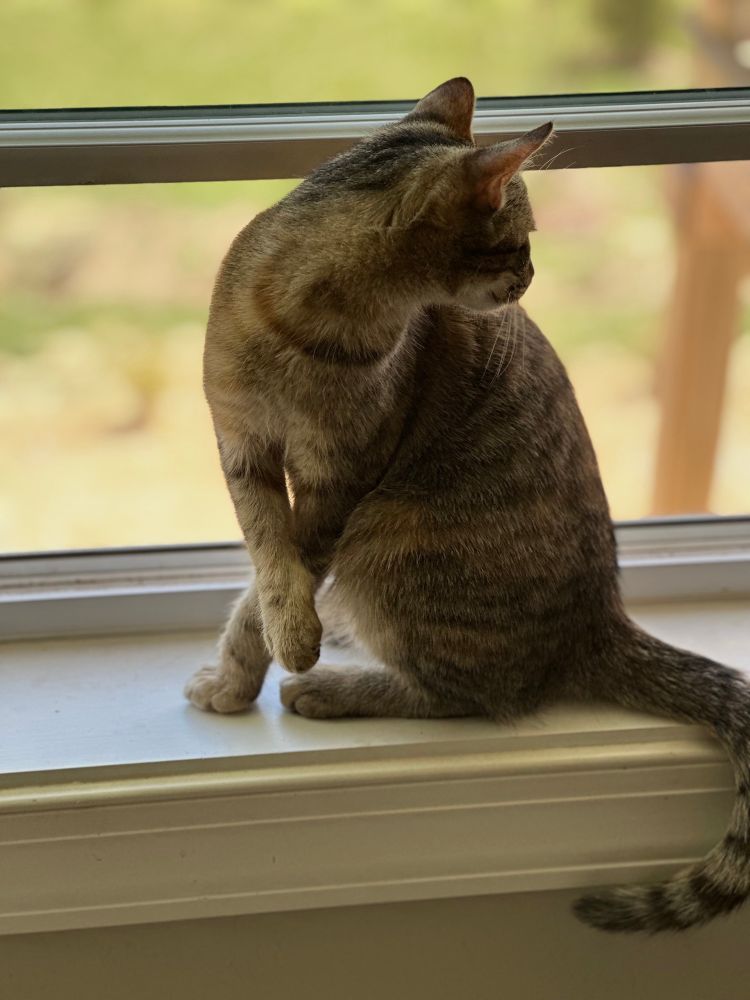 Cat in window looking away.
