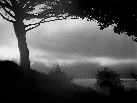 A black-and-white gif of a backlit woman (Pamela Brown) with a hunting rifle walking into the frame and up a hill, led by two hounds. The scene is framed by a tree’s trunk and branches. A foggy sea is in the background. From I Know Where I’m Going by Powell and Pressburger