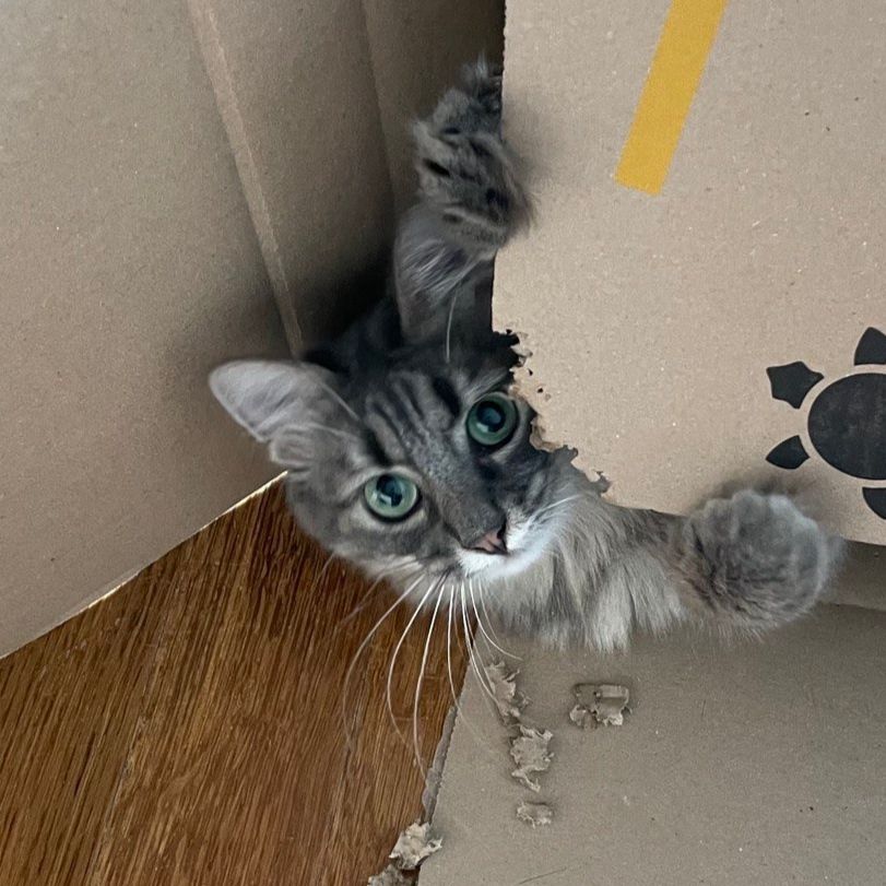 sweetest goblin on earth