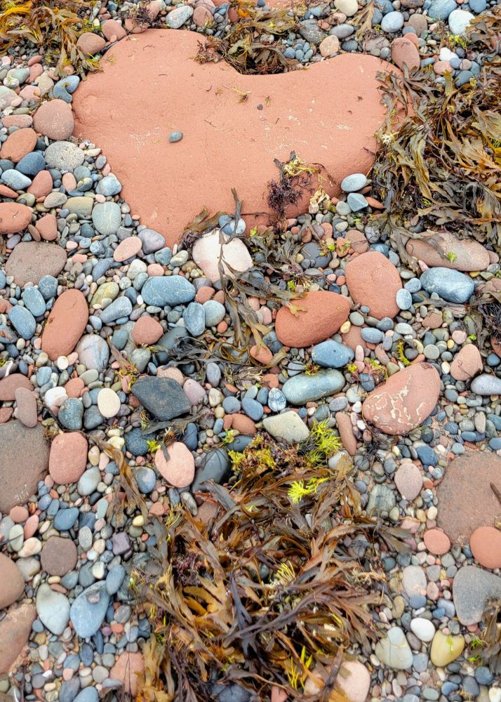 A piece of red sandstone about 2 feet wide looks like a heart. (The shape; not the medical organ.) The heart is surrounded by brownish-green seaweed and smaller rocks of varying shades of greys & blues. This photo was taken on a beachwalk at Campbell’s Cove Campground in PEI, Canada. 