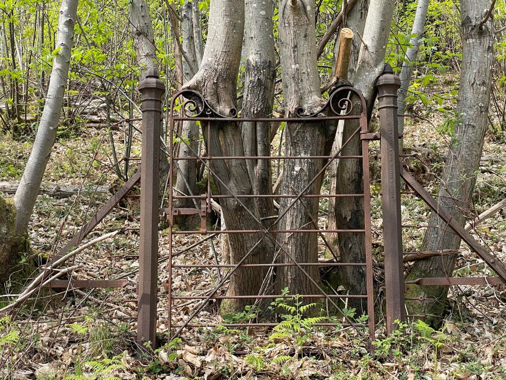 An elaborate iron gate showing the foundry mark of A&J Main of Glasgow on the right-hand gatepost. The gate is on the edge of an area of active sweet chestnut coppice, and the gate is now blocked by an old coppiced tree, the trunks of which are growing around the top of the gate.