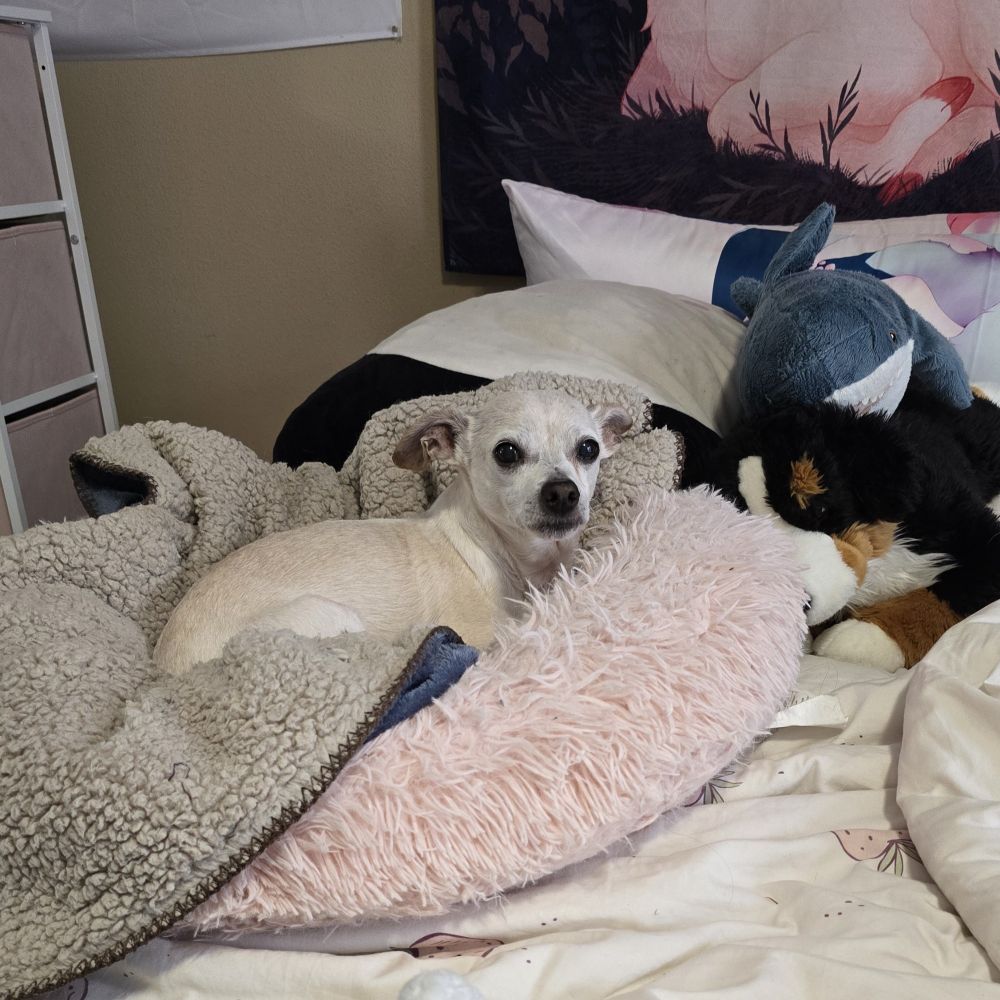 isabelle (my dog, frozen solid ice block) cozying up in a dog bed