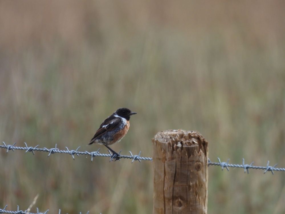 Stonechat on a wire fence