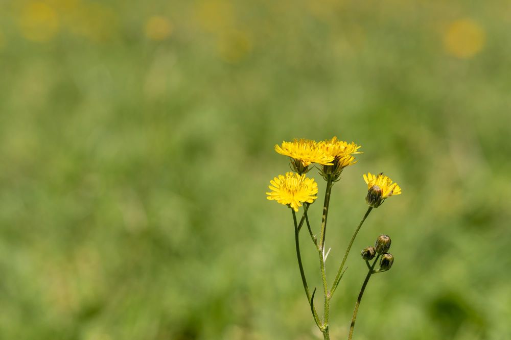 Beaked hawk's-beard (Crepis vesicaria), Parque do Monteiro-Mor, Lisbon, Portugal