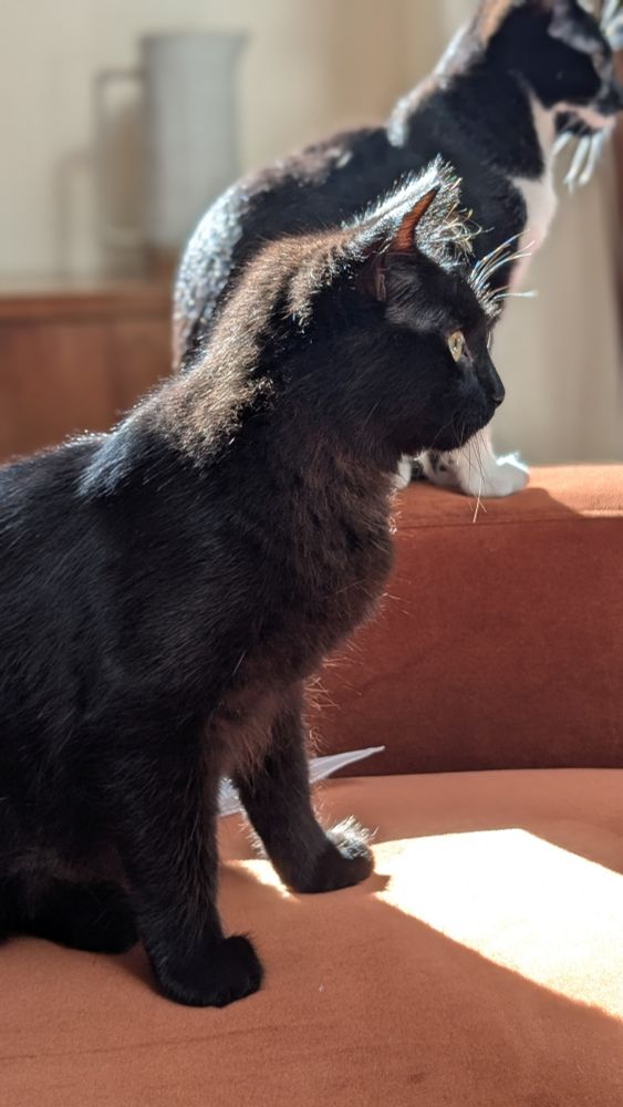 Kittens. Contemplating crimes.