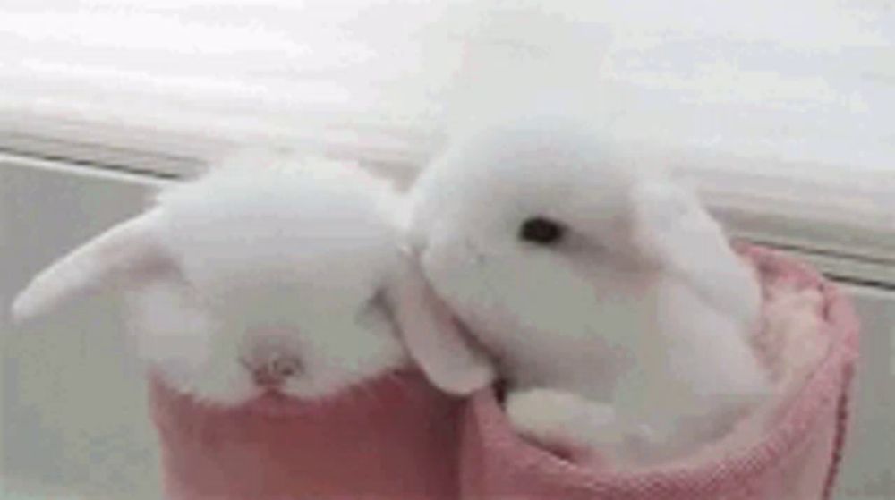 two small white rabbits are sitting next to each other on a pink blanket .