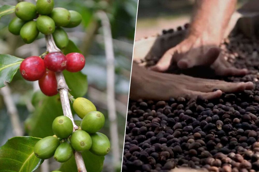 El Ãºnico lugar de la UniÃ³n Europea donde se produce cafÃ© estÃ¡ en EspaÃ±a y supuso una dulce casualidad: Agaete