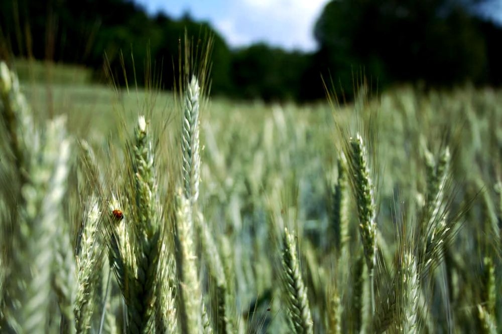 Getreideähren in verschiedenen Grüntönen. Im Vordergrund sind die Ähren noch scharf zu erkennen, nach hinten werden sie immer unschärfer. Weiter hinten im Bild in sehr dunklem Grün ist verschwommen ein Wald zu erkennen. Links vorne im Bild sitzt auf einer Ähre ein Marienkäfer. 